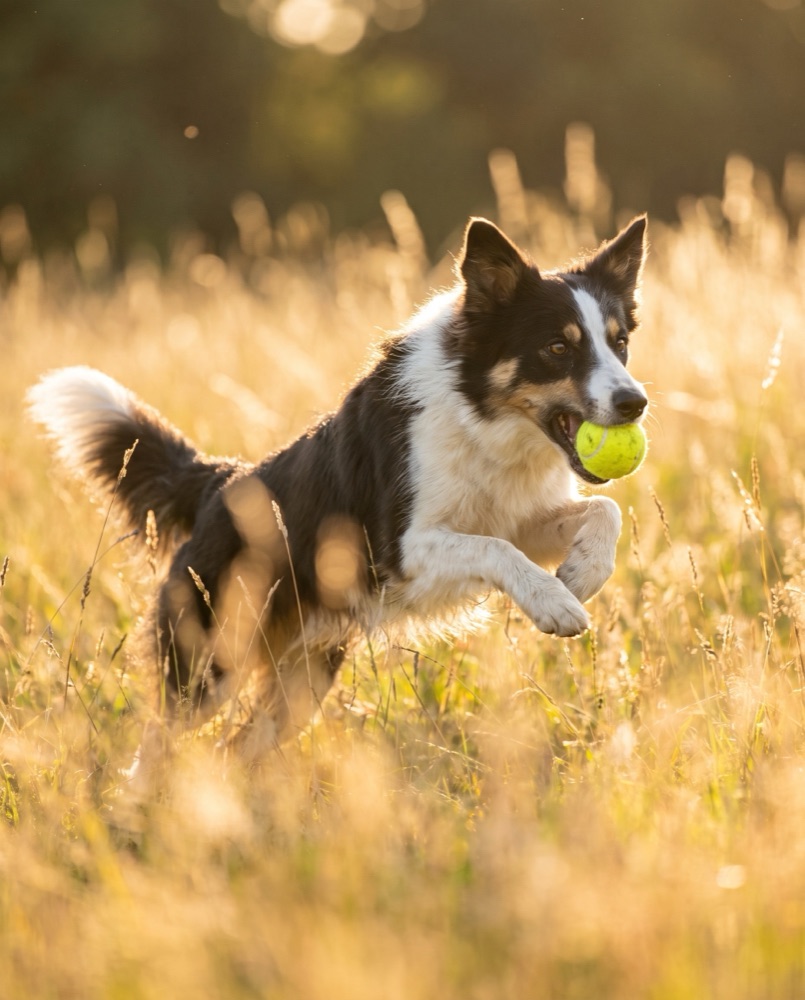 A dog catching a ball in golden-hour grass